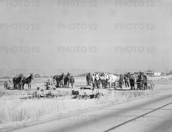 Mule teams near Montgomery, Alabama.