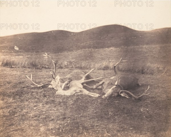 [Two Stags and Roe Buck], ca. 1858.