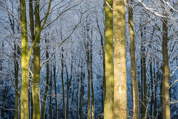 Winter Light in the Forest.