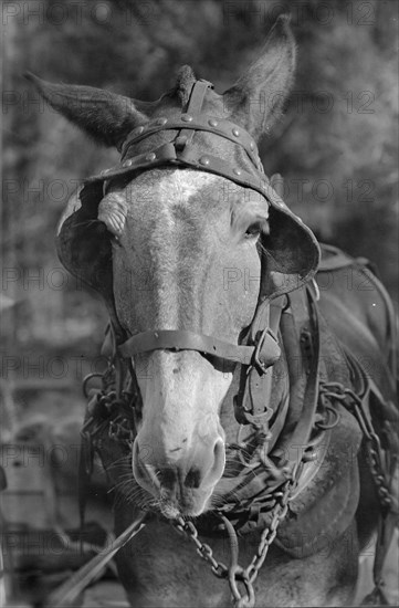 Mule. Hale County, Alabama.