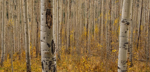 Fall in the Birch Forest.