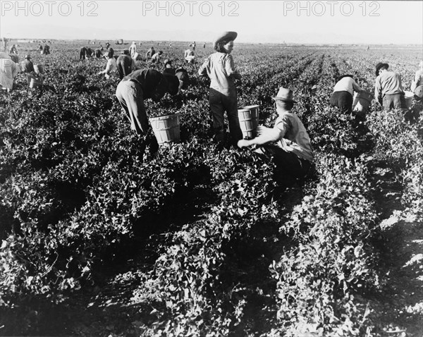 Pea pickers. California.