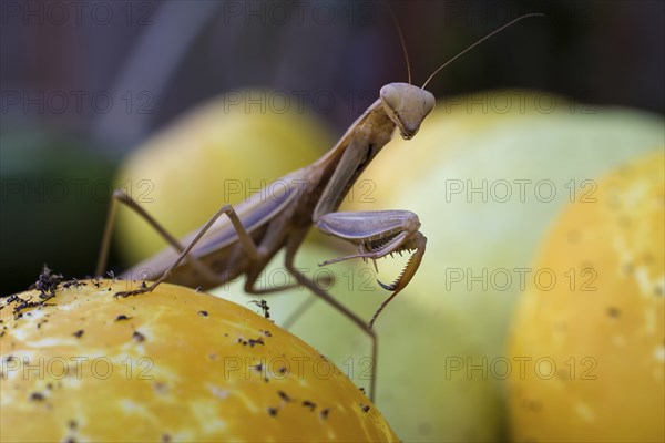 Guardian of the Garden.