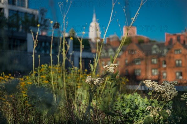 View from the Highline.