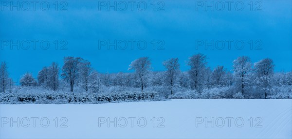 Danish Winter Morning.