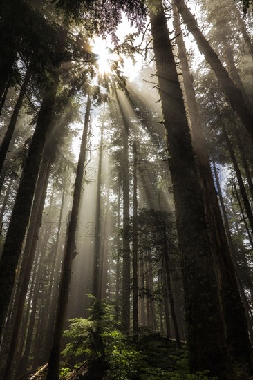 Larch Mountain Forest.