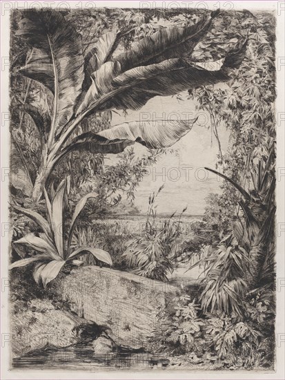 Tropical Plants, 1863.