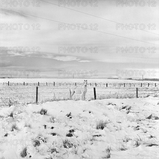 White Horse, Wyoming.