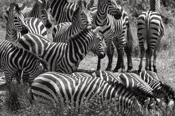 Zebras Watering Hole.