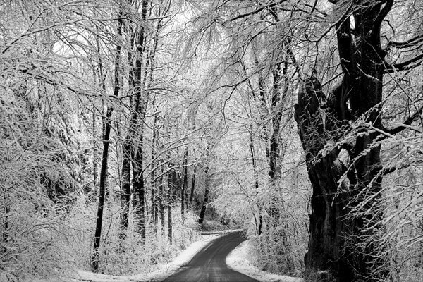 Scandinavian Winter.