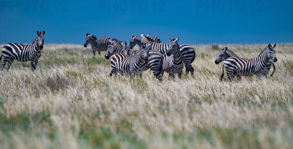 Zebra in the Field.