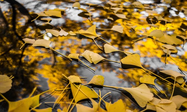 The Winds of Fall.