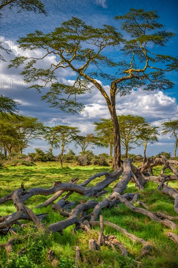 The Yellow Acacia.