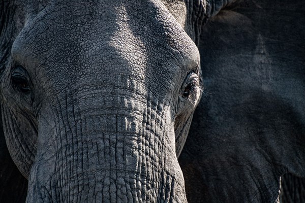 Elephant Close up.