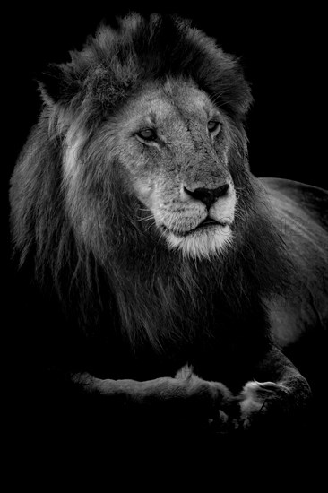 Profile of a King.