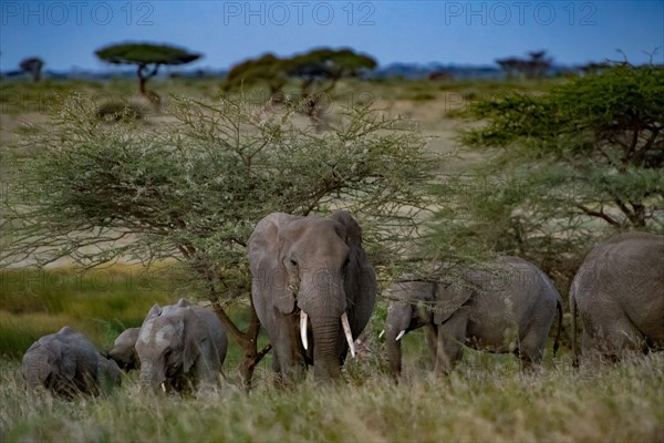 Elephants at Rest.