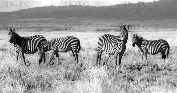 Ngorongoro Zebras.