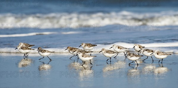 Sanderling Relay.