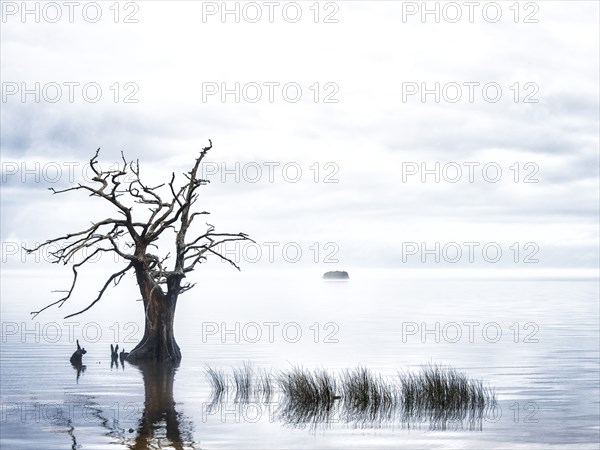 Sentinel Cypress.