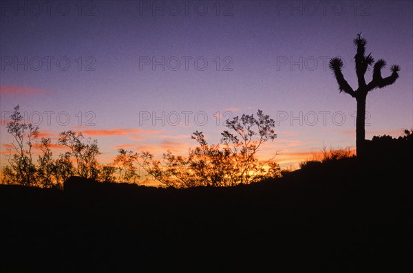 Alone at Sunset.