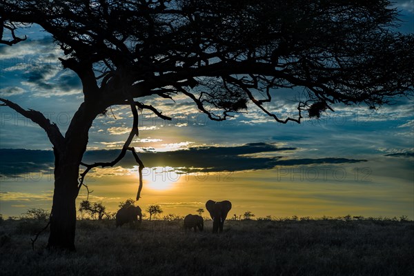 Elephant Family.