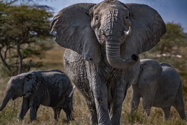 Elephant Stands.