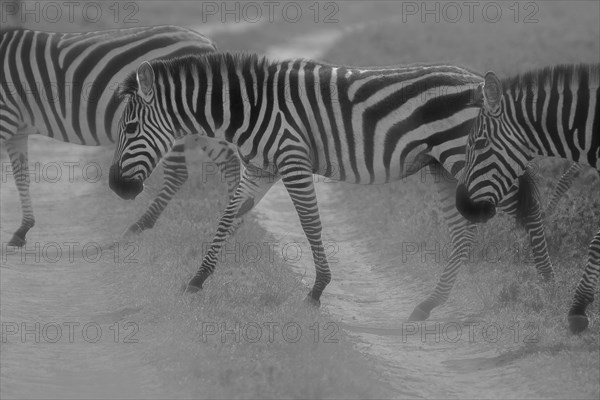 Zebras Crossing.