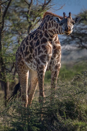 Curious Giraffe.