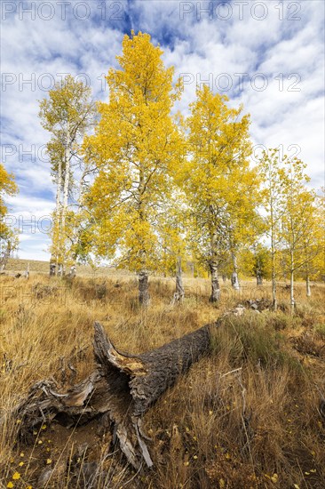 Endless Autumn.