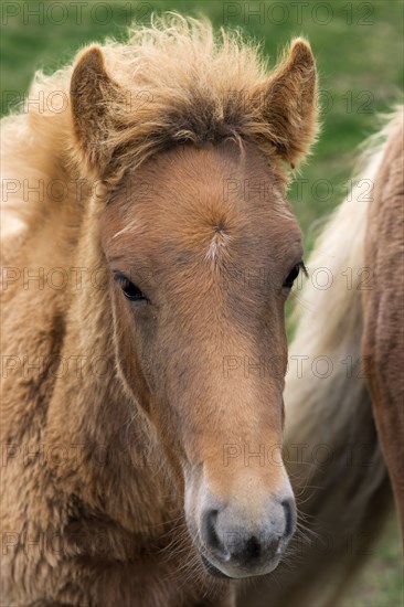 Icelandic Colt.