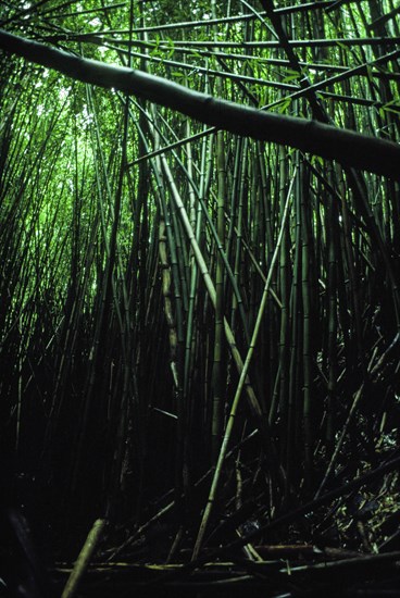 Bamboo Forest.