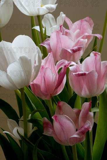 Easter Tulips.