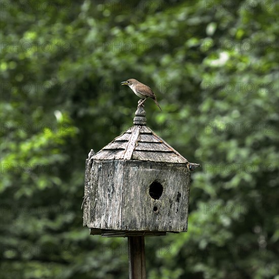 Wren On House.