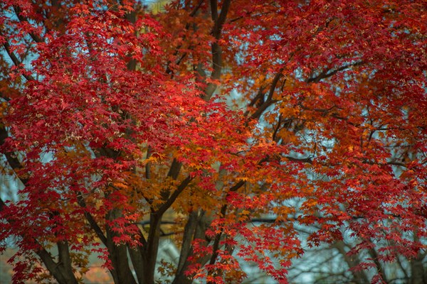 Fall Majestic.