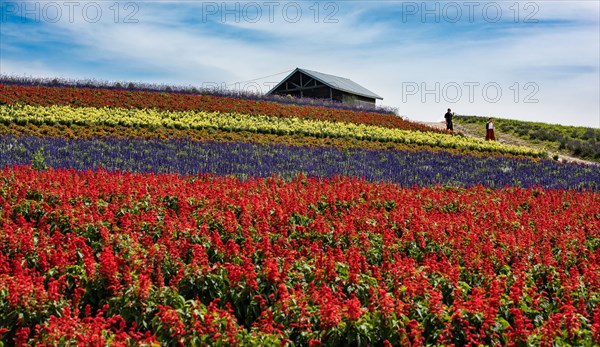 Flower Field.