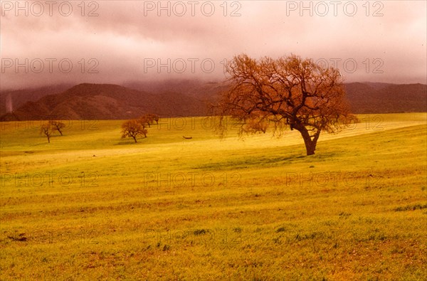 Cloudy Trees.