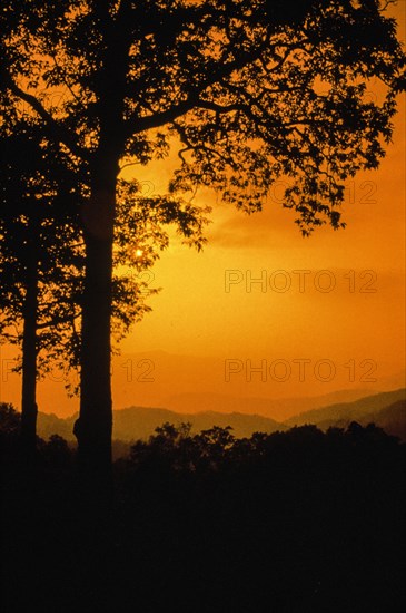 Orange Trees.