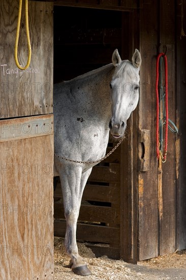 Grey Horse A.