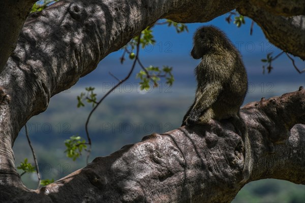 Baboon Watch.