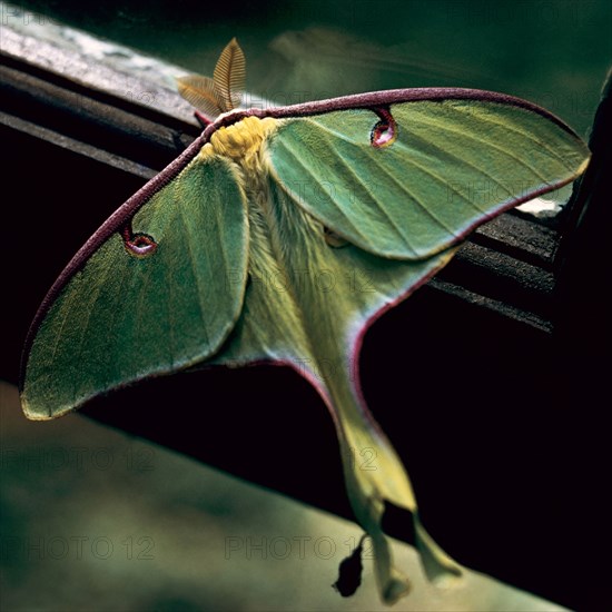 Luna Moth.