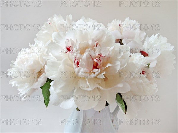 Peonies.