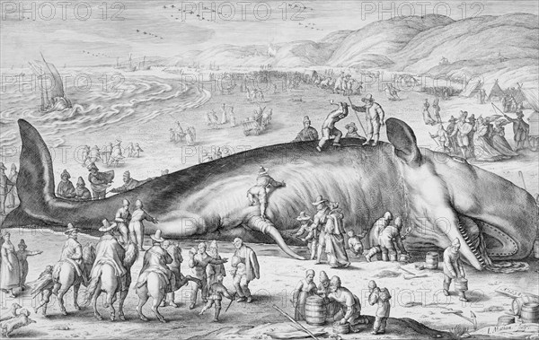 Beached Whale, 1598. Creator: Jacob Matham.