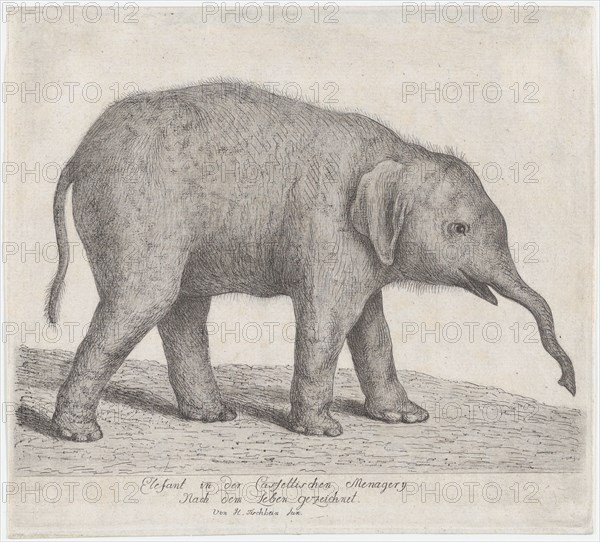 A Young Elephant,.n.d. Creator: Johann Heinrich Wilhelm Tischbein.