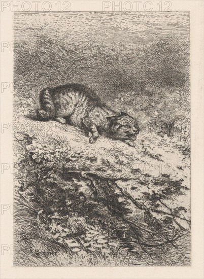 Wild Cat, ca. 1860. Creator: Karl Bodmer.