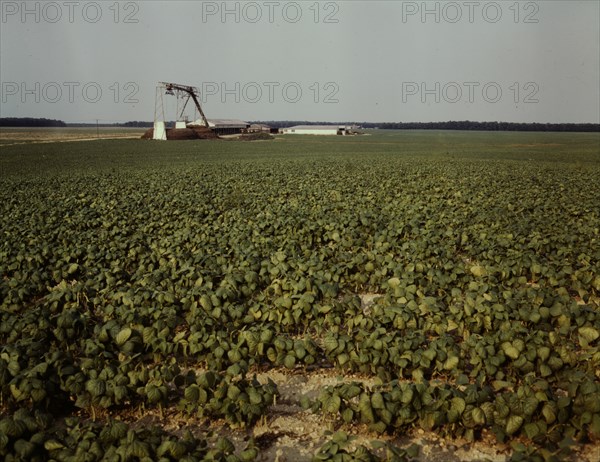 Bean field and canning factory, Seabrook Farm, Bridgeton, N.J., 1942. Creator: John Collier.