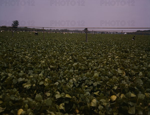 Day laborers picking string beans among the poles..., Seabrook Farms, Bridgeton, N.J., 1942. Creator: John Collier.