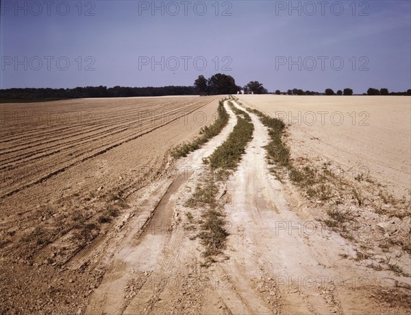 Bean field under cultivation, Seabrook Farm, Bridgeton, N.J., 1942[?]. Creators: Marion Post Wolcott, John Collier.