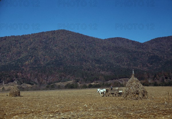 Cornshocks in mountain farm along the Skyline Drive in Virginia, ca. 1940. Creator: Jack Delano.