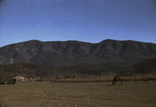 Horse in the pasture of a mountain farm along the Skyline Drive in Virginia, ca. 1940. Creator: Jack Delano.