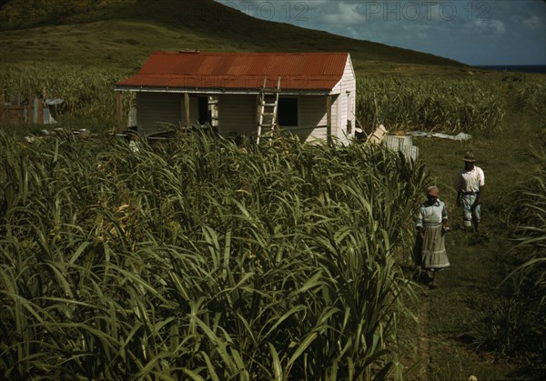 FSA - Tenant Purchase borrower? in their garden, by their house, Puerto Rico, 1941 or 1942. Creator: Jack Delano.